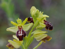 Ophrys_aranifera_x_O._lutea_Valmantino_Picos_de_Europa-min